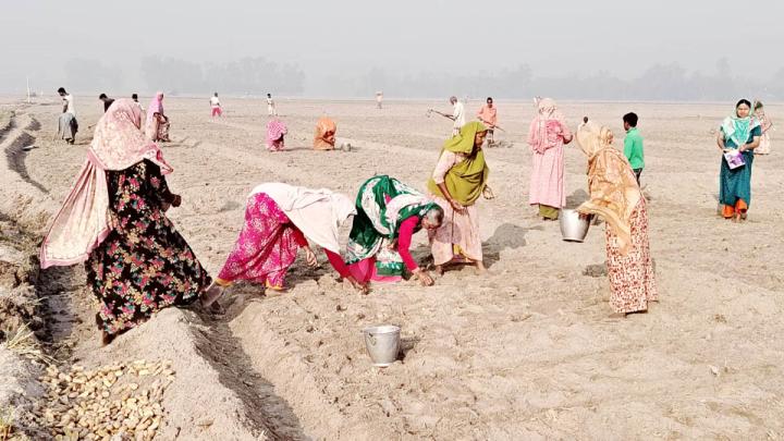 কার্তিকের হিমেল হাওয়া আর কুয়াশা ভেদ করে কাকডাকা ভোর থেকে সন্ধ্যা পর্যন্ত মাঠে চলছে আলু বীজ রোপণ